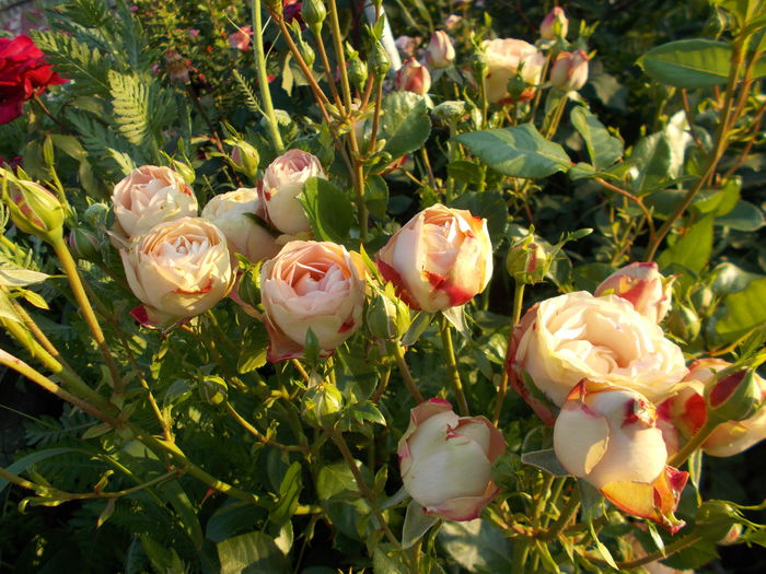 DSCN5650 - Acropolis