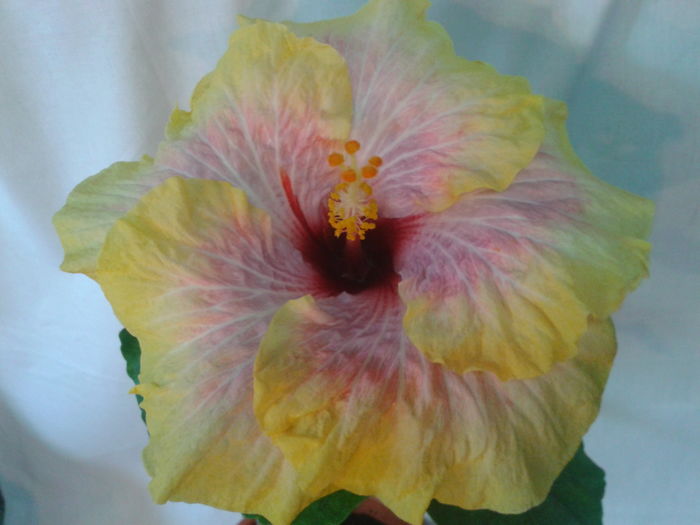 Fotografie0545 - HIBISCUS 2016