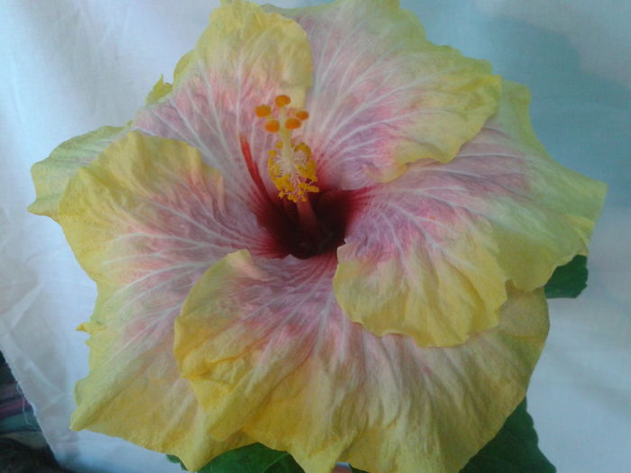 Fotografie0542 - HIBISCUS 2016