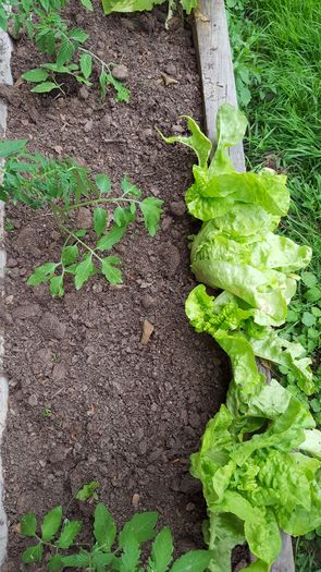 Legume sub terasa, 30 mai 2016 - Din gradina de legume