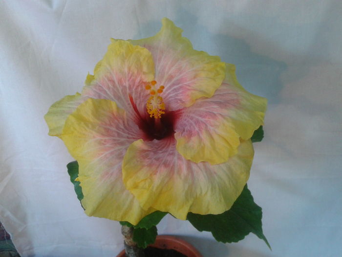 Fotografie0537 - HIBISCUS 2016