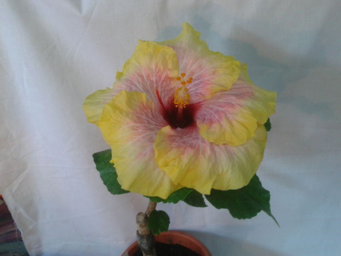 Fotografie0536 - HIBISCUS 2016