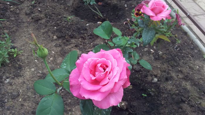 Caprice de Meilland2-2016