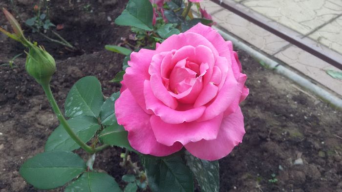 Caprice de Meilland3-2016