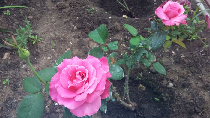 Caprice de Meilland4-2016