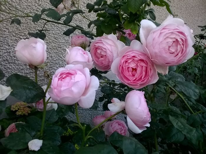 Scepter' d Isle - 2016 Gradina rozelor