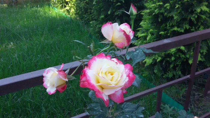 Double Delight9-2016