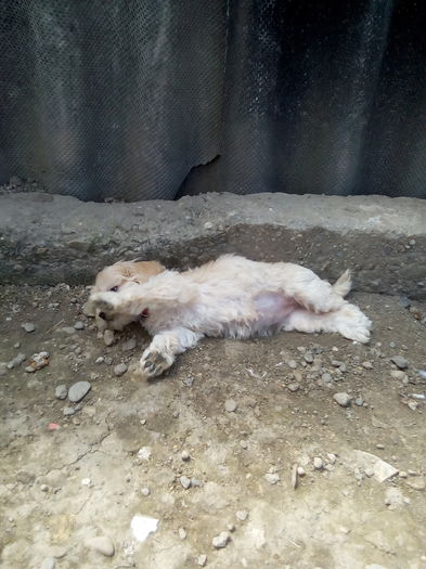 IMG_20160527_151639 - bichon