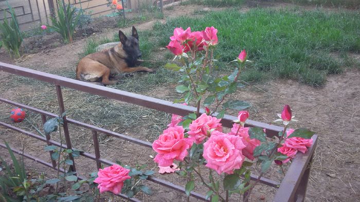 Pierre Cardin13-2016