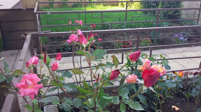 Pierre Cardin14-2016