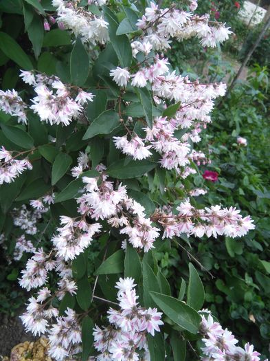 Deutzia