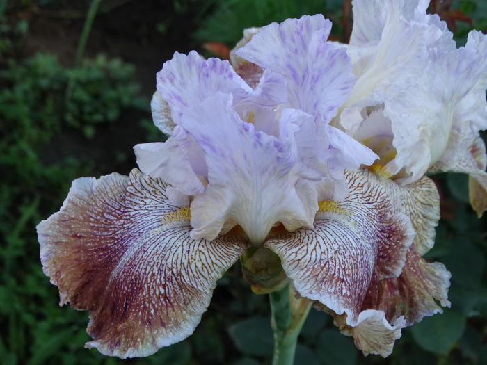 DSC07142 - Irisi 2015-2016-2017-2018