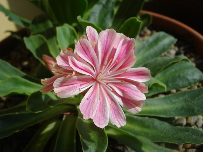 stropi de culoare (3)