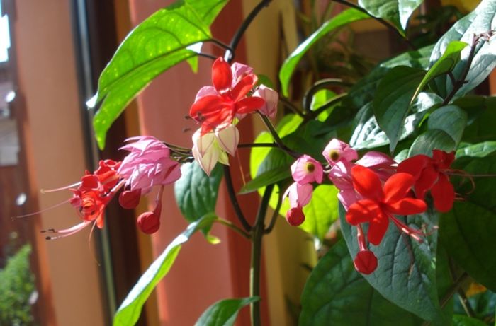  - clerodendron speciosum - splendens