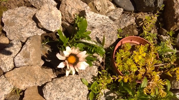 IMAG0571 - Primavara 2014-2018