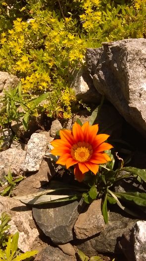 IMAG0570 - Primavara 2014-2018