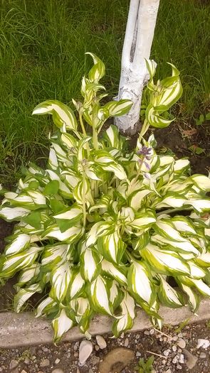 IMAG0560 - Primavara 2014-2018