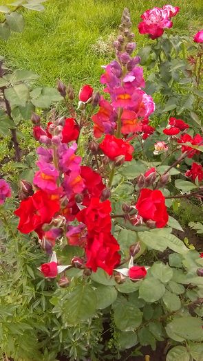 IMAG0559 - Primavara 2014-2018