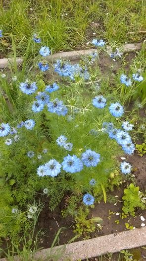 IMAG0558 - Primavara 2014-2018