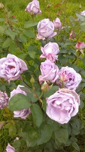 IMAG0554 - Primavara 2014-2018