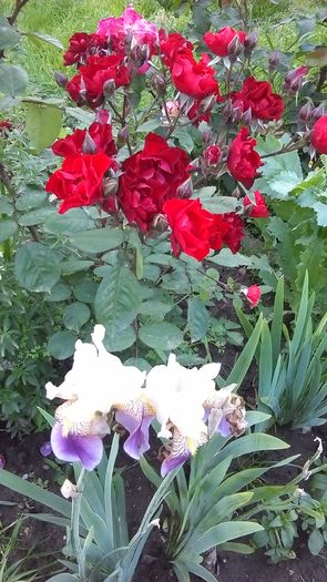 IMAG0549 - Primavara 2014-2018