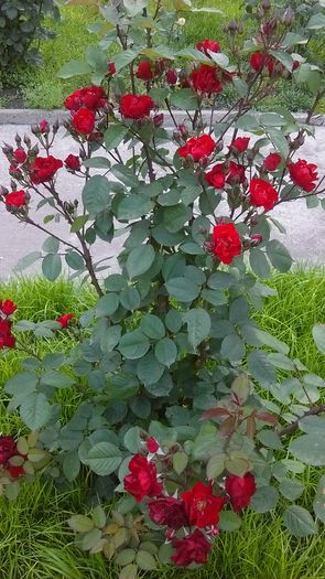 IMAG0548 - Primavara 2014-2018