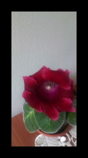 Etoile de feu 24.05.2016 - 1GLOXINIA-2016