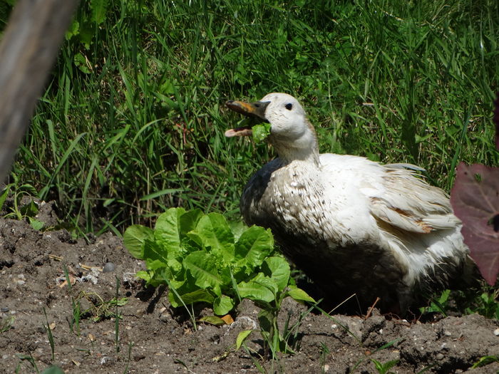 DSC01466 - Rate comune 2