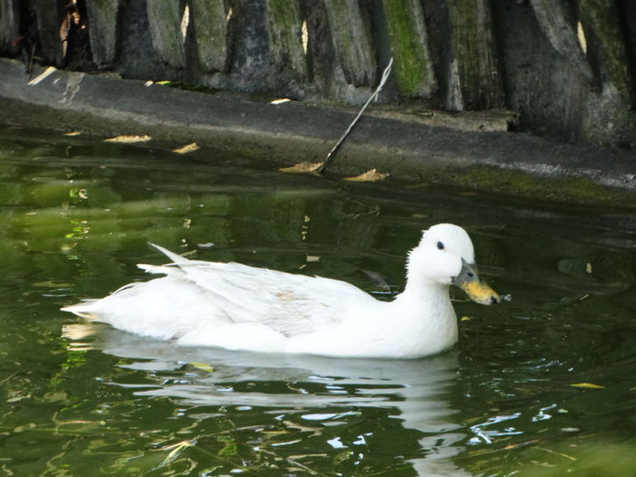 DSC01471 - Rate comune 2