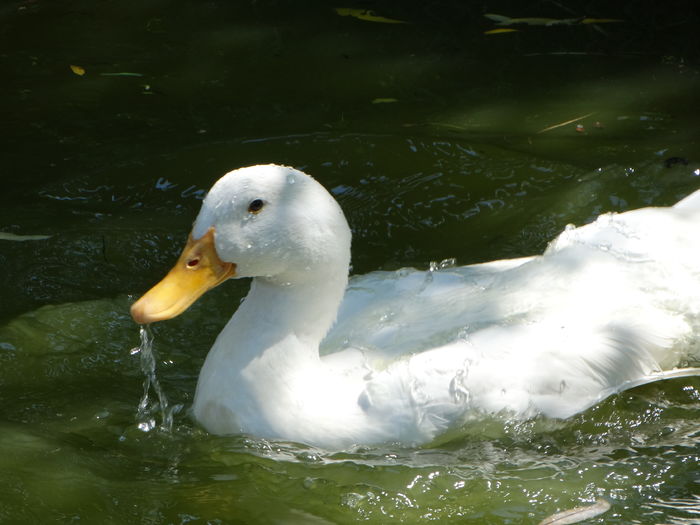 DSC01473 - Rate comune 2