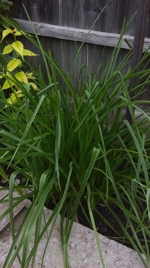 IMAG0538; Crin faclie
