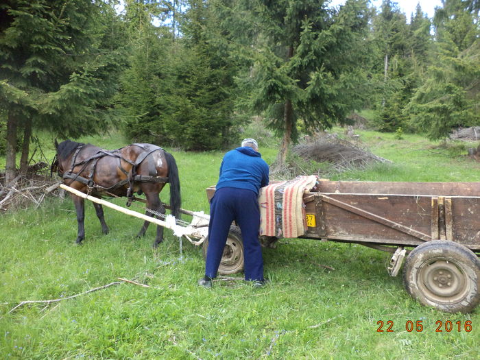 Stangem niste cepuri de molid