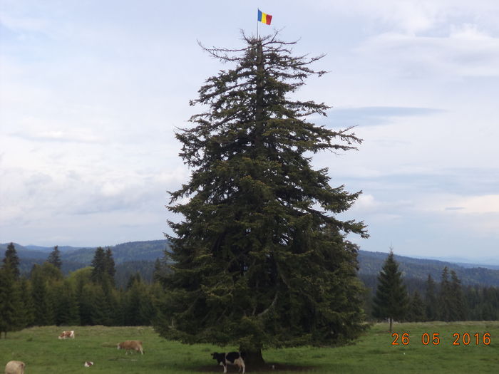 Bradul alb din fata stanii - PRIMAVARA STANA DEALUL ALB-2016