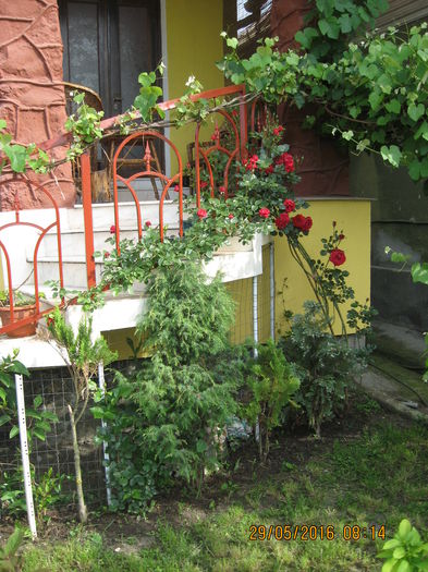Picture 6186