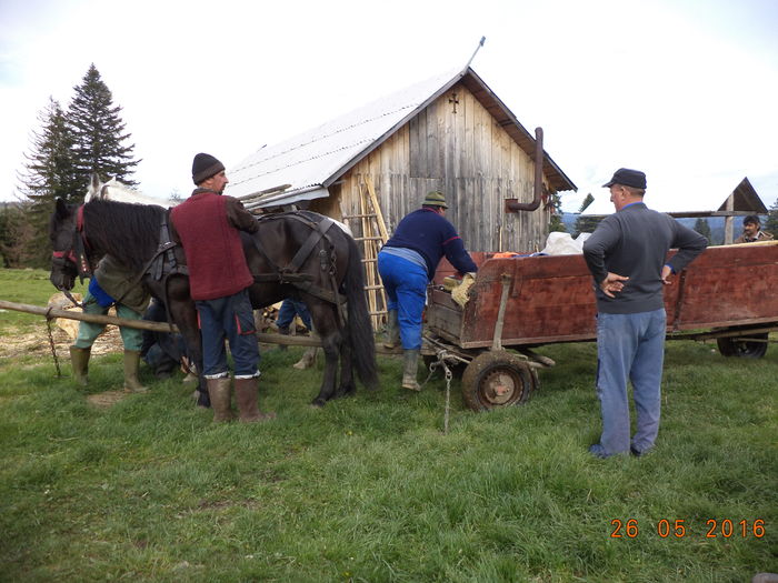 Caii obositi-87 - PRIMAVARA STANA DEALUL ALB-2016