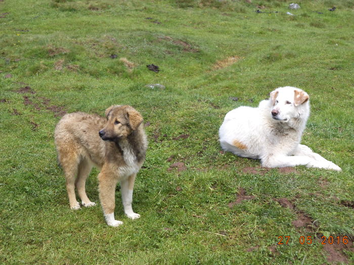 Cainii langa stana-75h