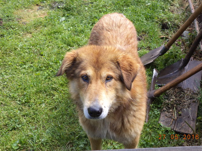 Carpatinul roscovan-fd5