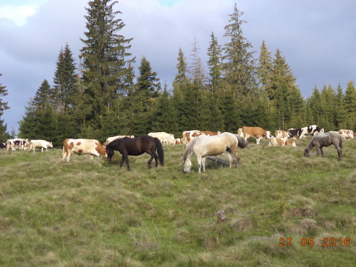 La pascut dimineata-654