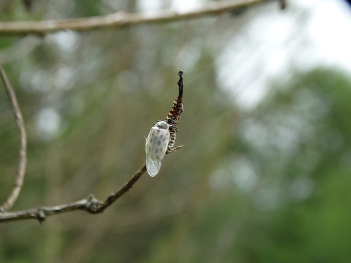 DSC07320 - Insecte 2015-2016