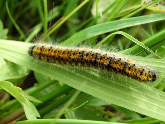 DSC07268 - Insecte 2015-2016