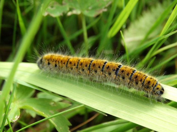 DSC07267 - Insecte 2015-2016