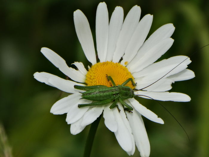 DSC07300 - Insecte 2015-2016