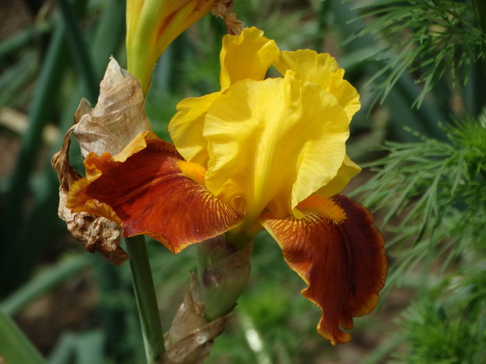 DSC07216 - Irisi 2015-2016-2017-2018