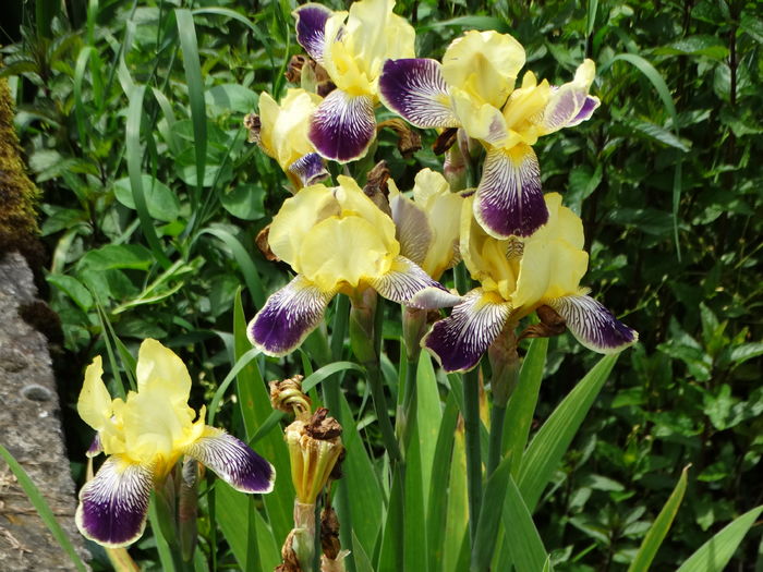 DSC07214 - Irisi 2015-2016-2017-2018