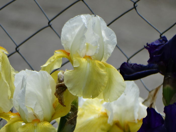 DSC07173 - Irisi 2015-2016-2017-2018