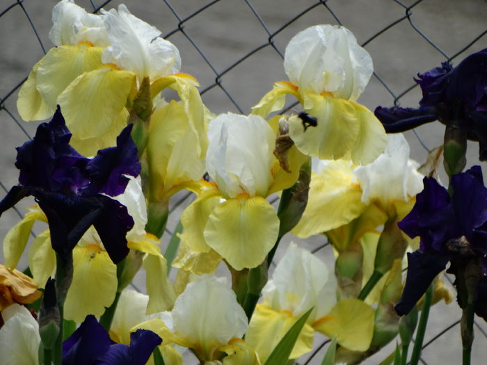 DSC07171 - Irisi 2015-2016-2017-2018