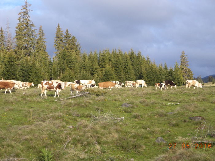 Spre varful dealului