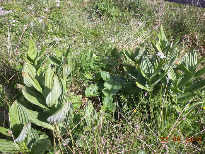 Stirigoaia planta otravitoare-4