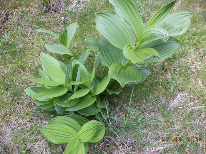 Stirigoaia verde aprins