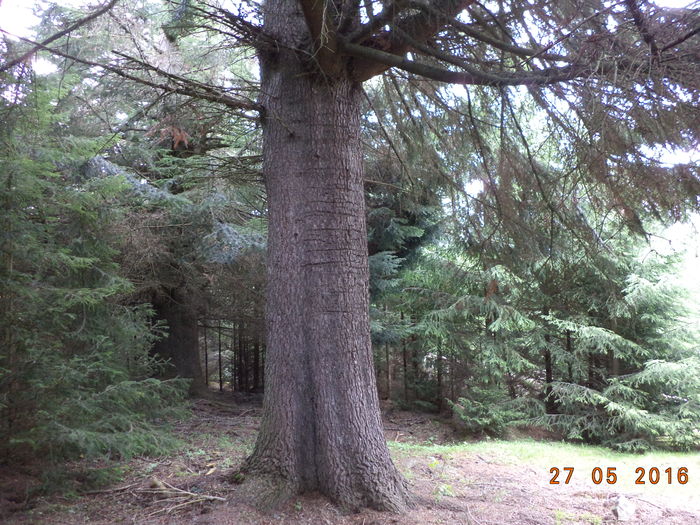 Un brad alb urias-76y